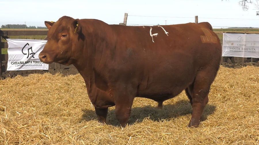 Lote Toros PC Colorado