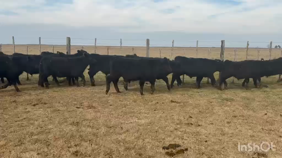 Lote 43 Terneros
