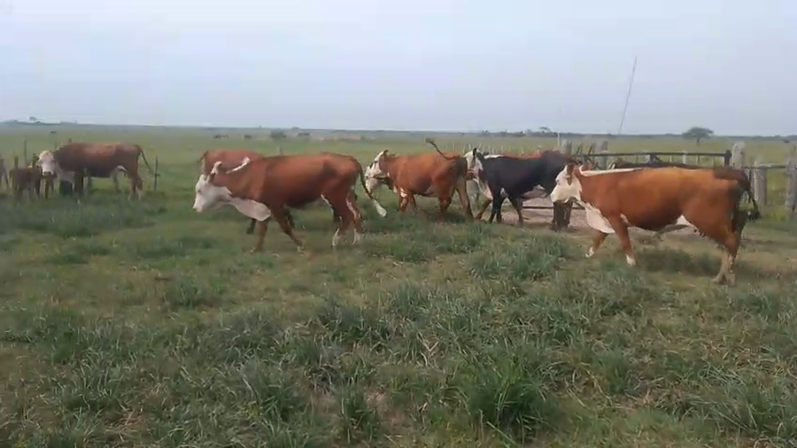 Lote 34 Vacas de invernar