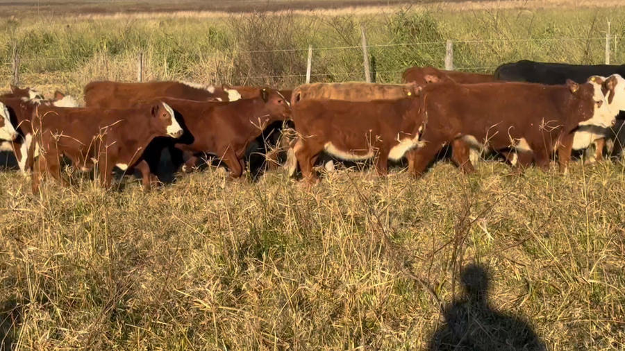 Lote 150 Terneros/as