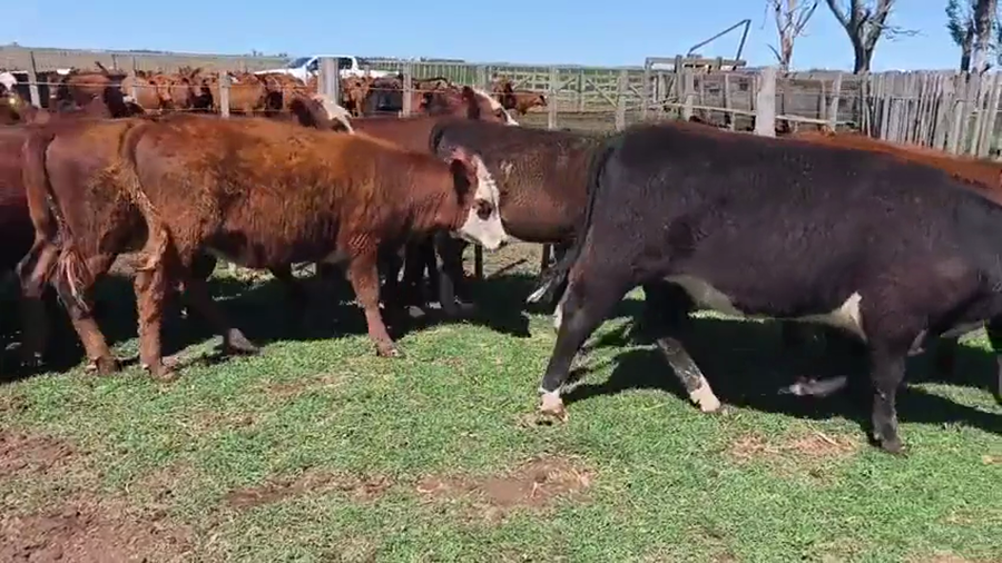 Lote 29 Terneras