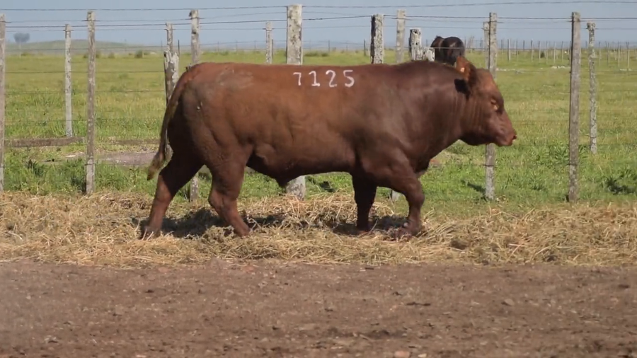 Lote Toros a remate en DON PATRICIO - LIMANGUS, Salto