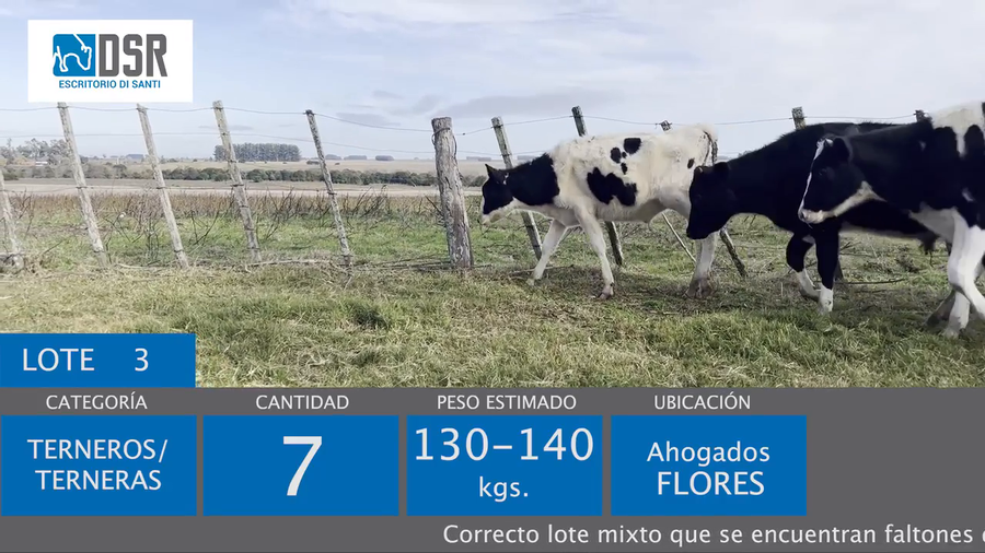 Lote 7 Terneras a remate en 400 Holando, Jersey y Kiwi, Flores
