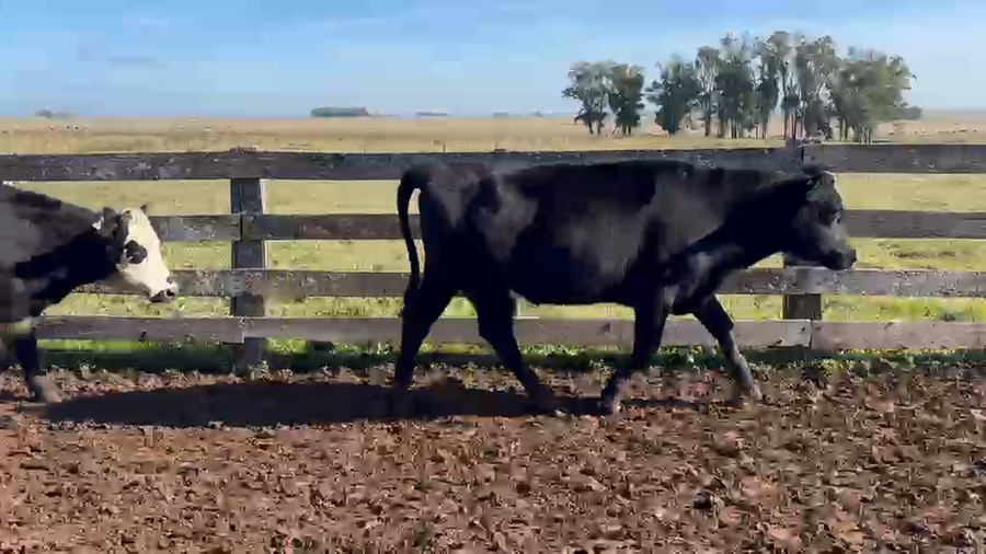 Lote 44 Novillos a remate en Feria General - Cardozo Negocios Rurales 365kg - , Rivera