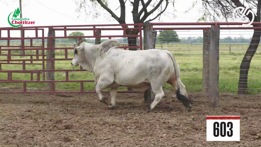 Lote Brahman