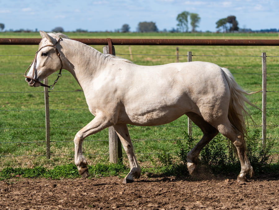 Lote Yanca Pianka
