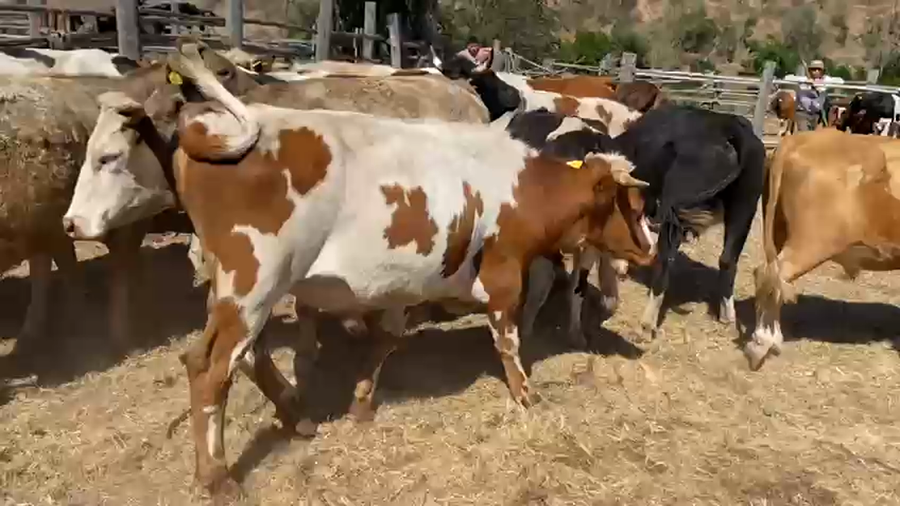 Lote 25 Novillo Engorda en La Ligua, V  Región Valparaíso