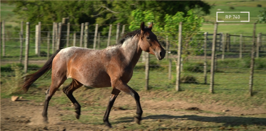 Lote CASQUIVANA MOLLES