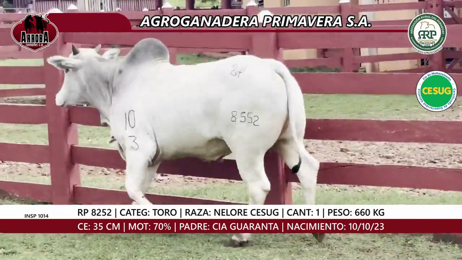 Lote TORO