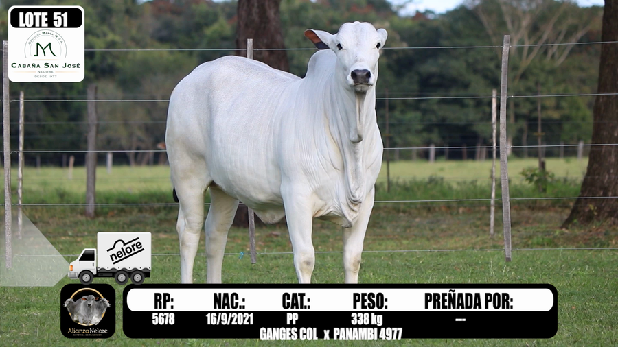 Lote LOTE 51 A BOZAL- RP 5678