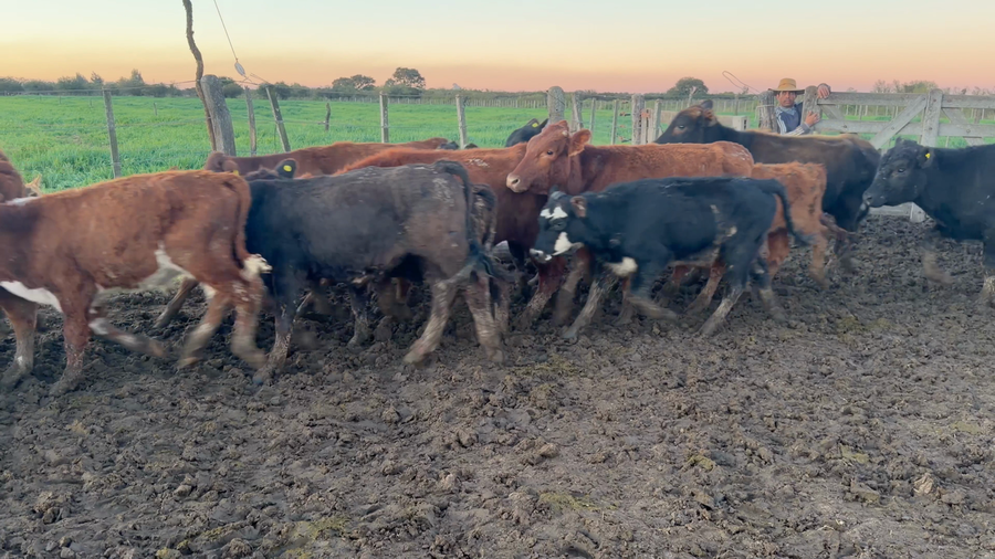 Lote 38 Terneros/as Cruza a término en San Cristobal, Santa Fe