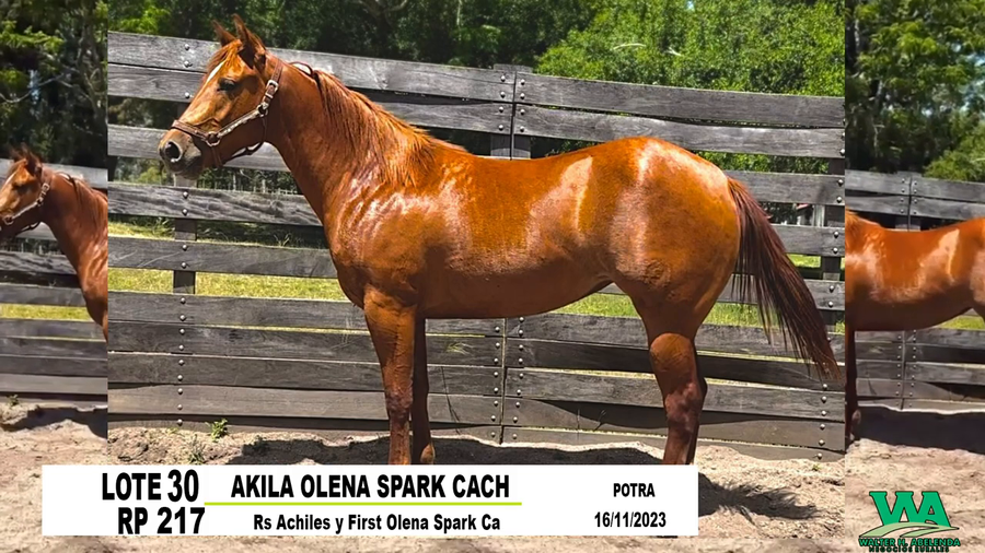 Lote AKILA OLENA SPARK CACH