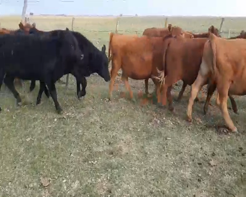 Lote 28 Novillitos y vaquillonas en Daireaux, Buenos Aires