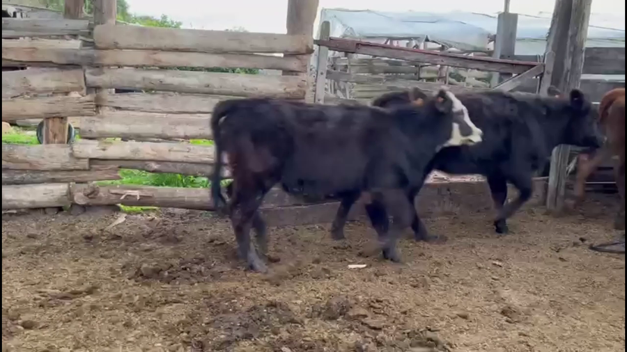 Lote TERNERAS
