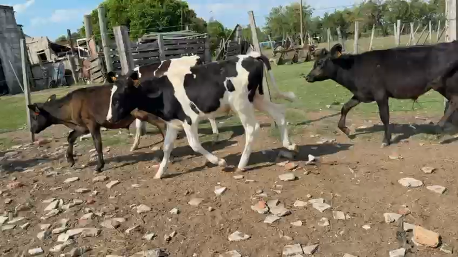 Lote TERNEROS