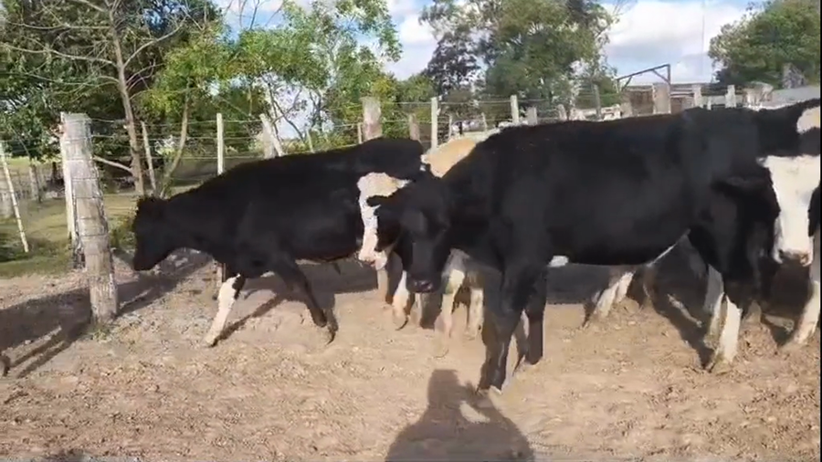 Lote 20 Novillitos Holando Argentino en Suardi, Santa Fe