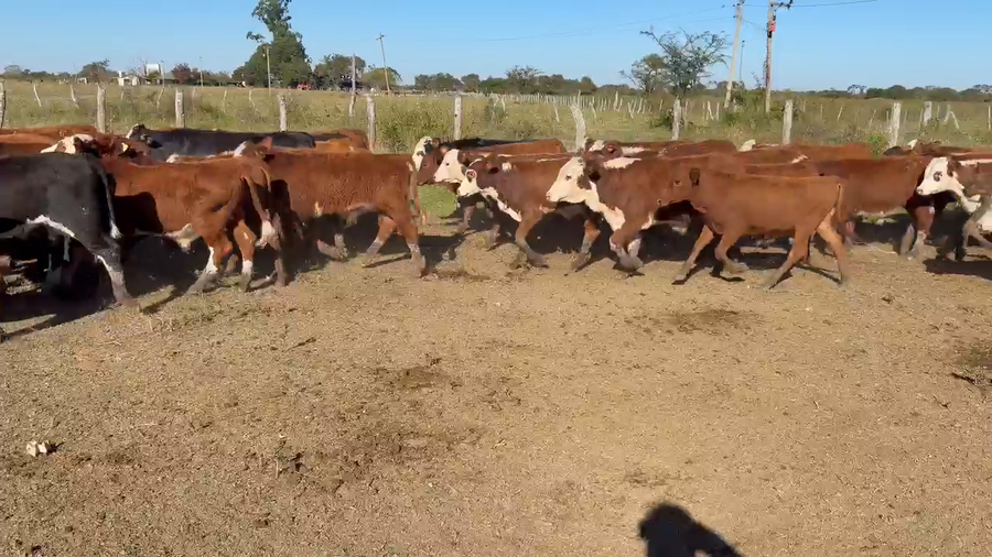 Lote 100 Terneros