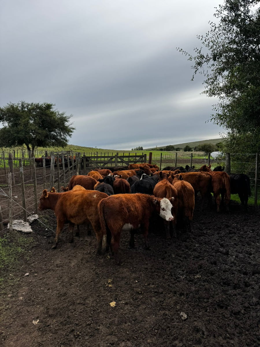 Lote 60 Terneros a término