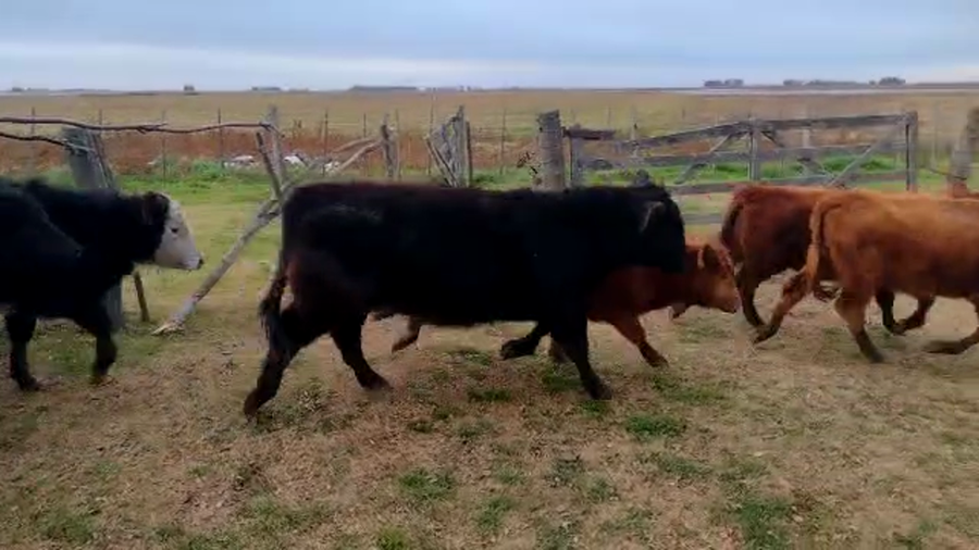 Lote 14 Terneros/as en Daireaux, Buenos Aires