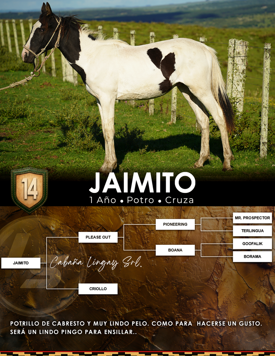 Lote JAIMITO