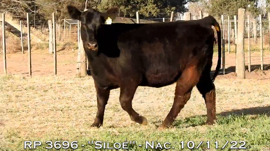 Lote VAQUILLONAS  P.P.