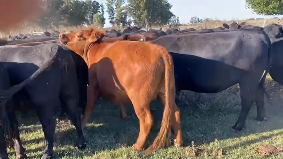 Lote 68 Vaquillonas preñadas