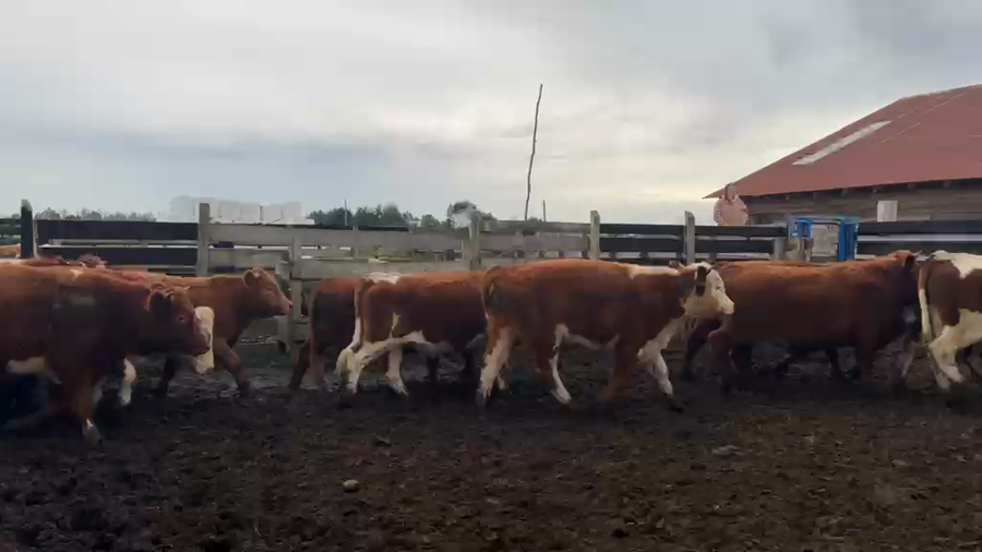 Lote 45 Novillo Engorda en Los Muermos, X Región Los Lagos