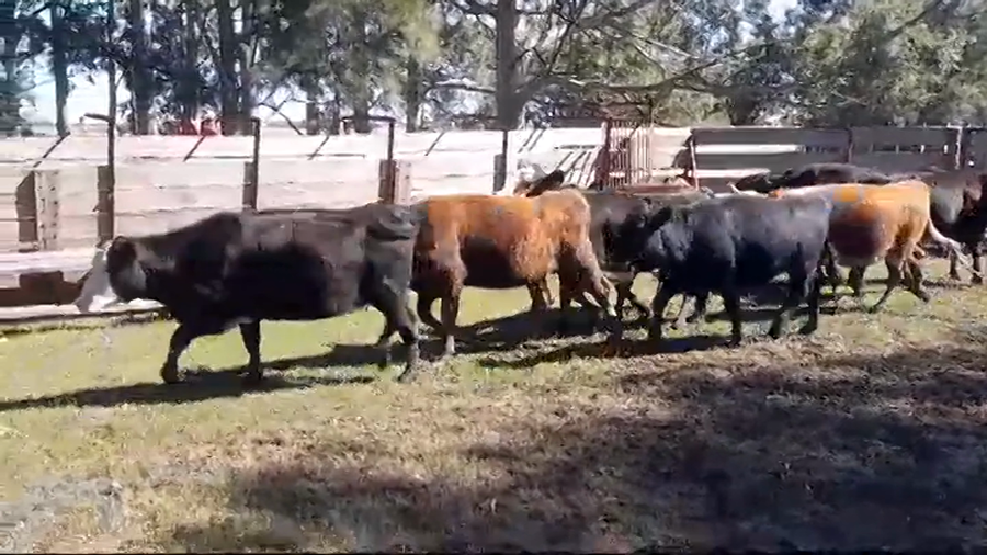 Lote 10 Vaquillonas preñadas ANGUS/ HEREFORD a remate en #44 Pantalla Carmelo en OMBUES DE LAVALLE