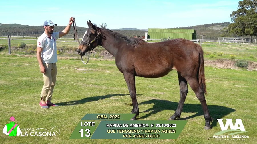 Lote RAPIDA DE AMERICA