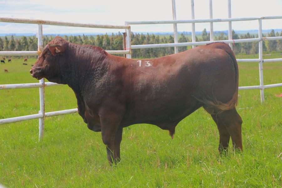 Lote Toros a remate en 14º Nacional Brangus, Tacuarembó