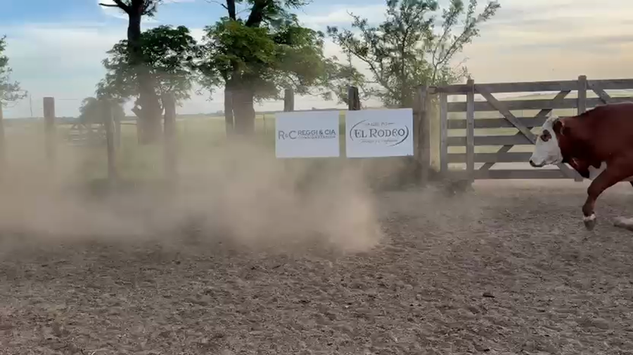 Lote 35 Novillos exportación