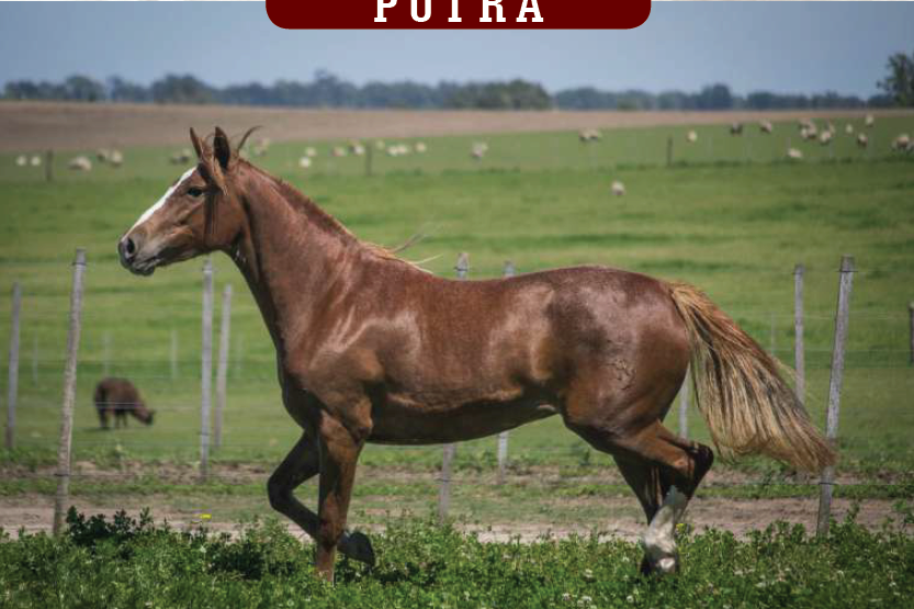 Lote YÚBELY PITUCONA