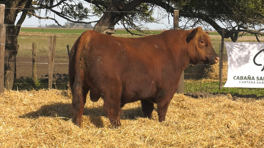 Lote Toros PC Colorado