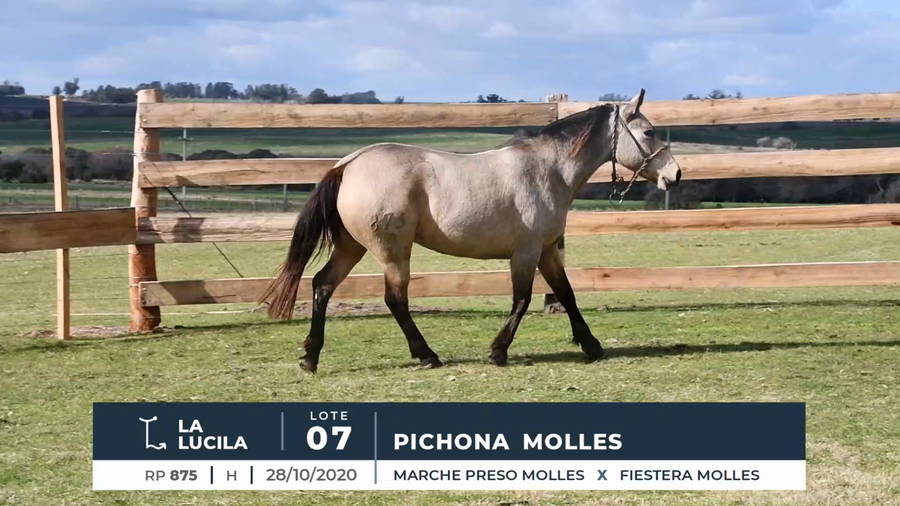 Lote PICHONA MOLLES