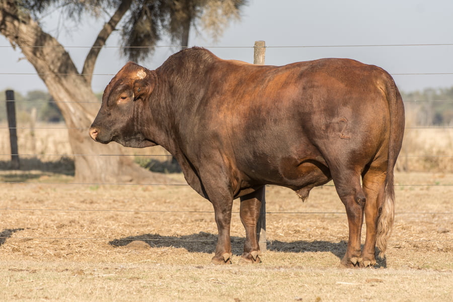 Lote Toro Cabaña Los Vicente (RP422)