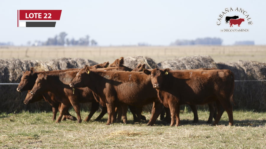 Lote VAQUILLONAS COLORADAS PARICION OTOÑO