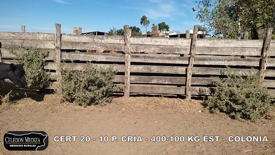 Lote 10 Piezas de cría en Colonia