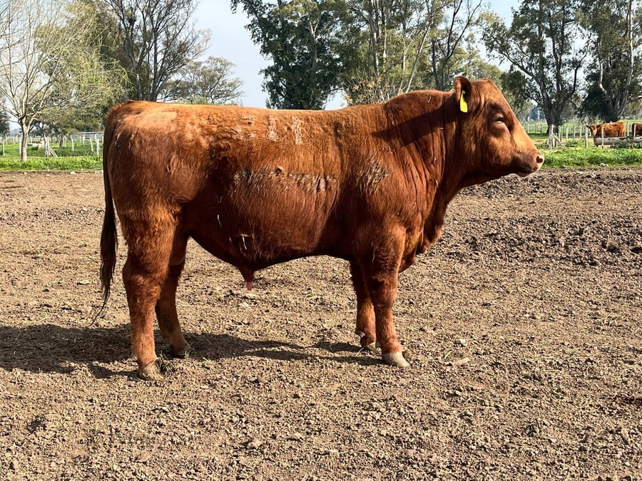 Lote TOROS PUROS CONTROLADOS