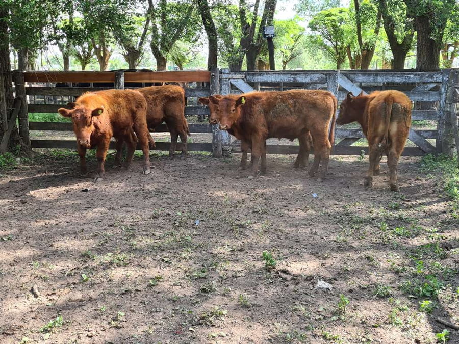 Lote 5 Novillitos en Gral. Lamadrid, Buenos Aires