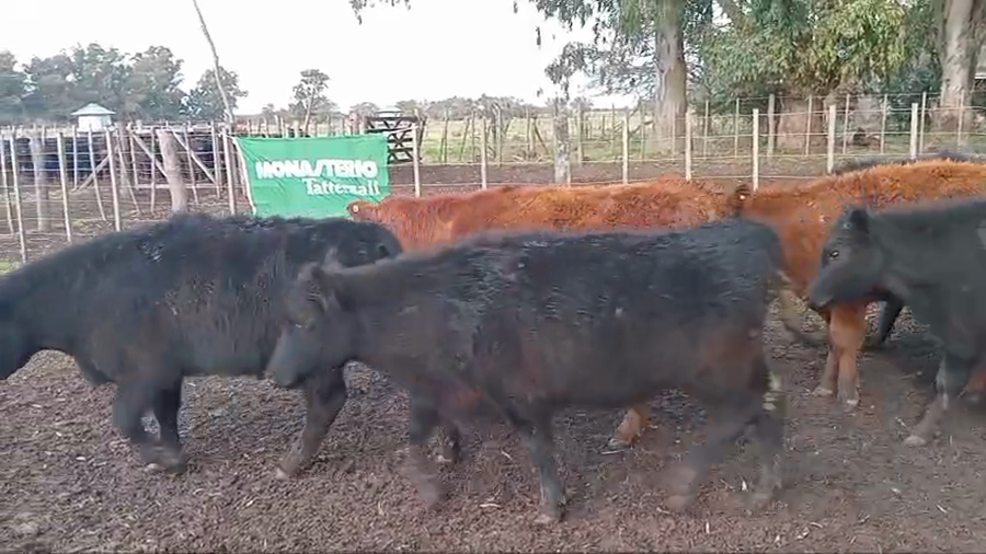 Lote 50 Terneros en Chascomus