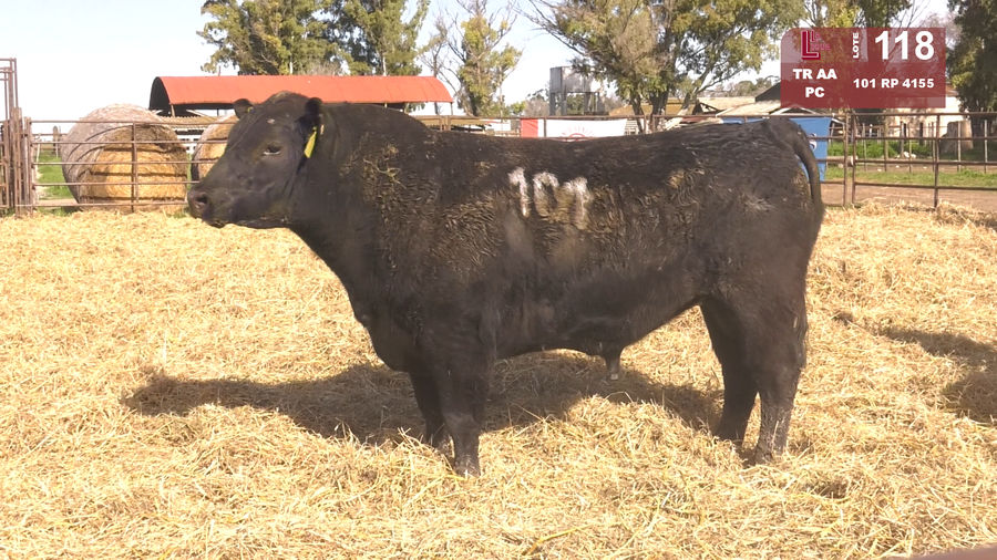 Lote TOROS ANGUS NEGROS  PC