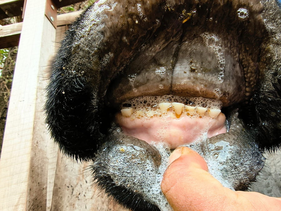 Lote 24 Vacas CUT preñadas en Buenos Aires, Carhue