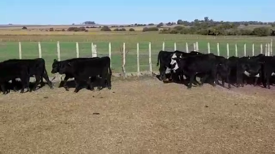 Lote TERNERAS