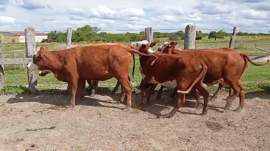 Lote 45 Vacas de invernar