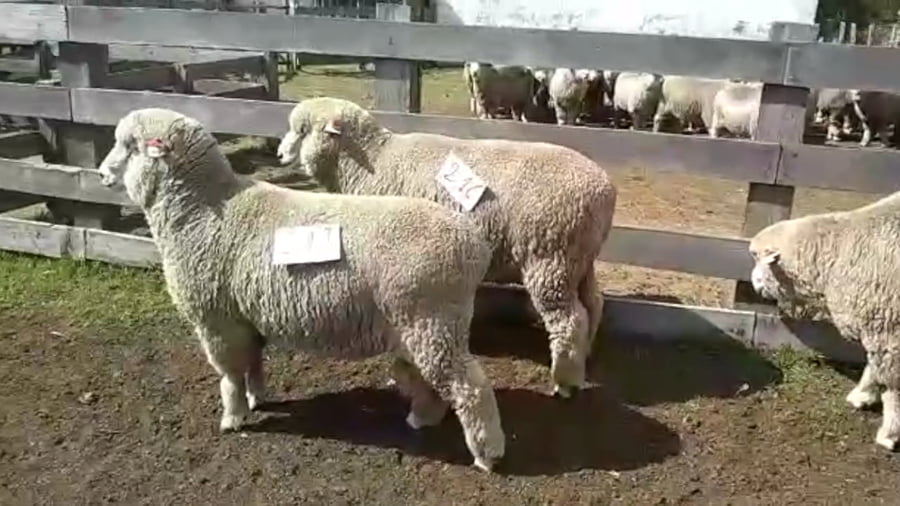 Lote 4 borregos 2 dtes mo campo