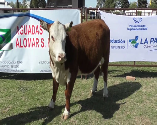 Lote Vaquillona Polled Hereford PR - B520 - Cabaña Peuma Yen