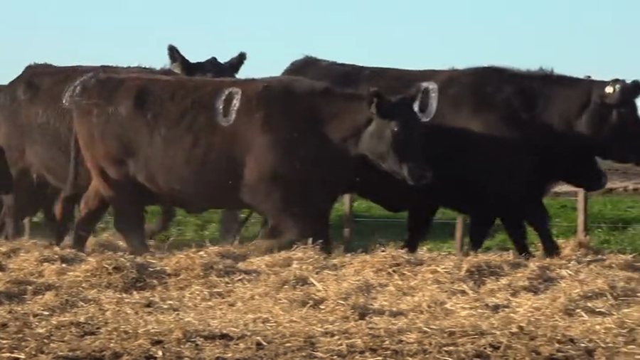 Lote Vaquillas  con Crias Tres Molinos