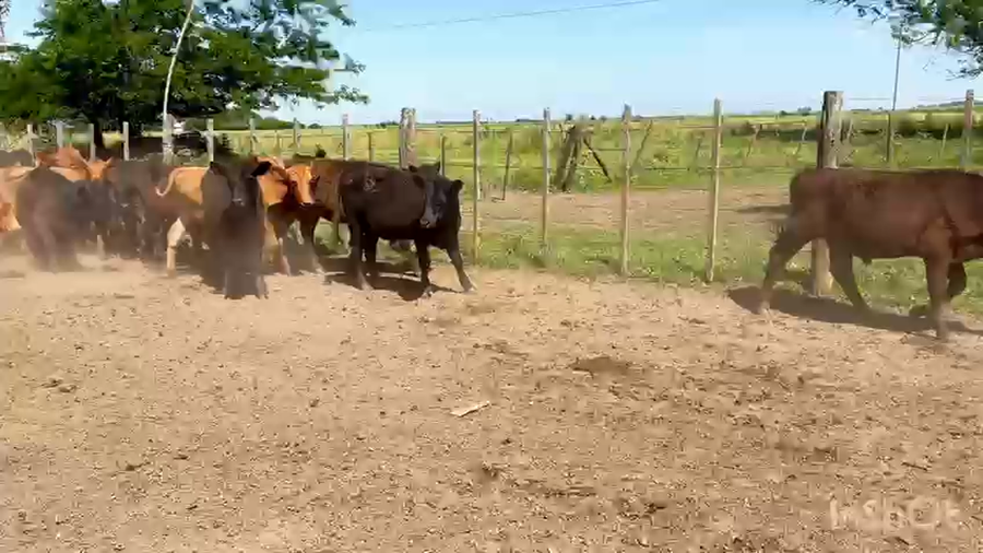 Lote 63 Terneros