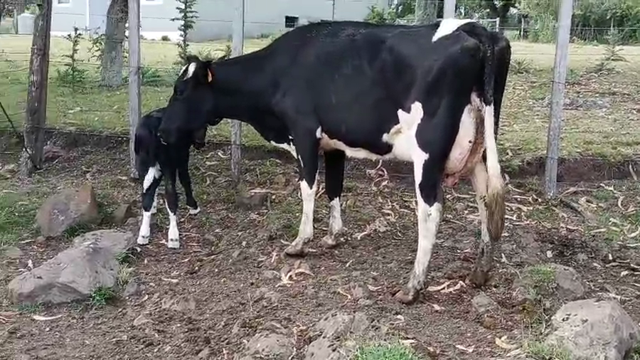 Lote Vaca a remate en Pantalla Camy 500kg - , San José