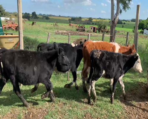 Lote Terneros y terneras